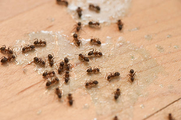 Best Insect Control  in Cherry Brah, NC